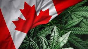 Cannabis Aktien kanada